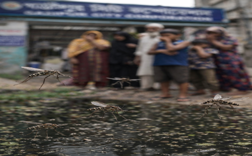 গাজীপুর সিটি কর্পোরেশন, জয়দেবপুরে মশার আতঙ্ক: ডেঙ্গু ঝুঁকি বৃদ্ধি, দ্রুত পদক্ষেপের দাবি